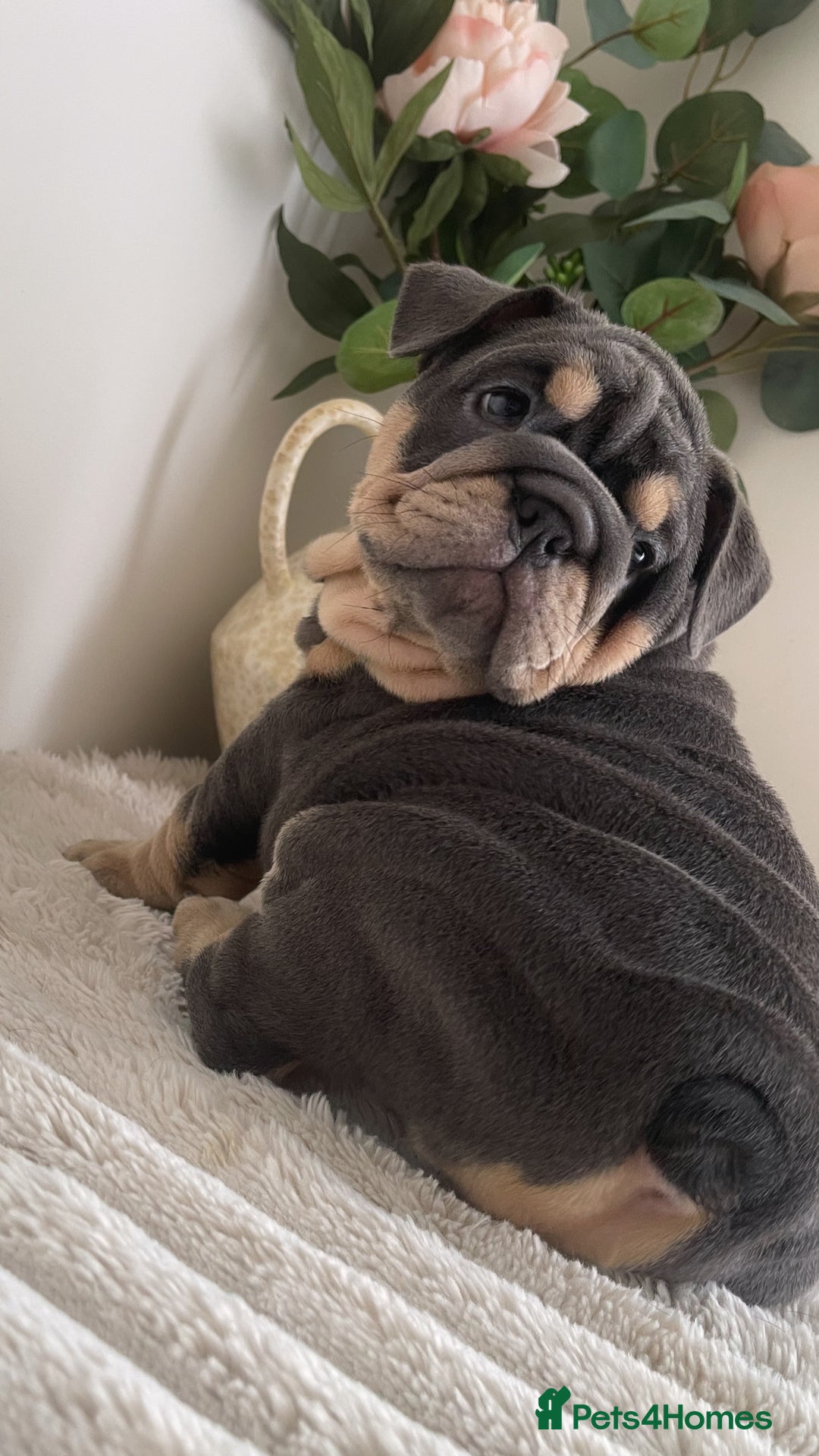 English Bulldog dogs for sale: Top quality English bulldog puppies  - Image 14