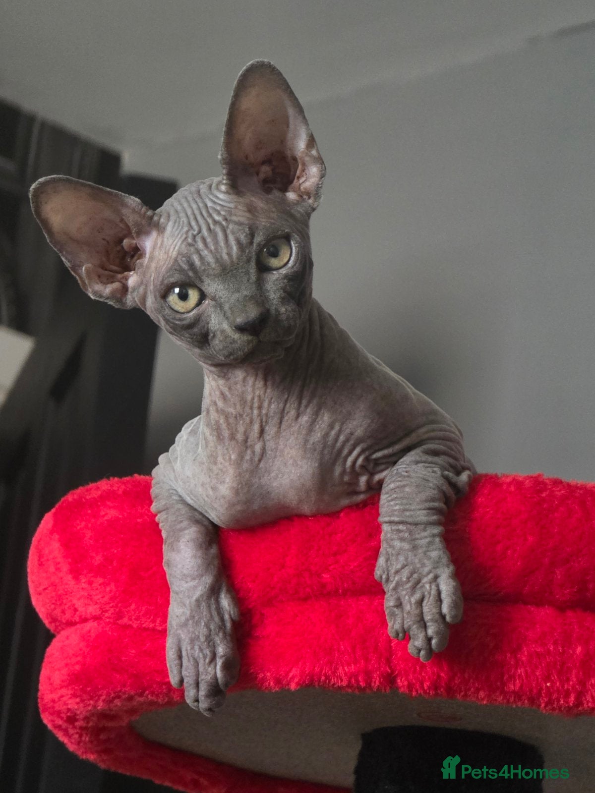 Sphynx cats FIFe registered stunning Sphynx kittens - Advert 11