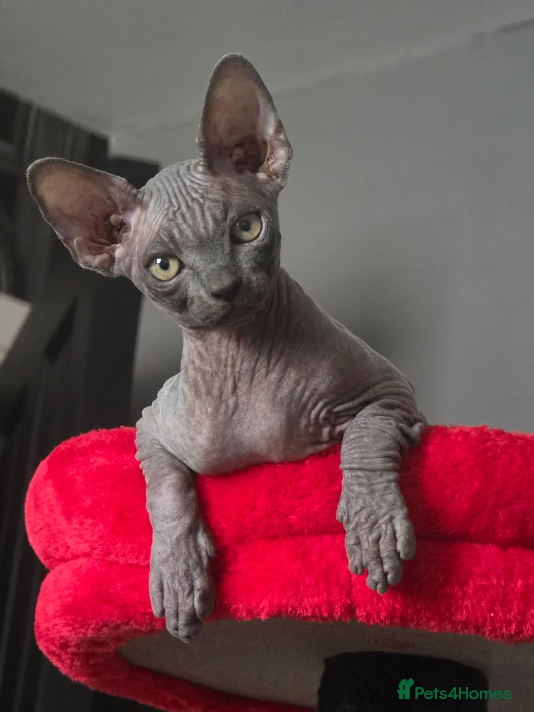 Sphynx cats for sale: FIFe registered stunning Sphynx kittens - Advert 2