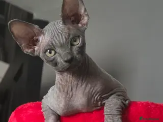 Sphynx cats FIFe registered stunning Sphynx kittens - Advert 11