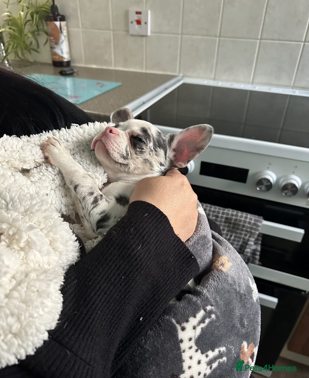 French Bulldog dogs for sale: UNIQUE 2 YEAR OLD MALE FRENCH BULLDOG (BLUE EYES)  - Advert 5