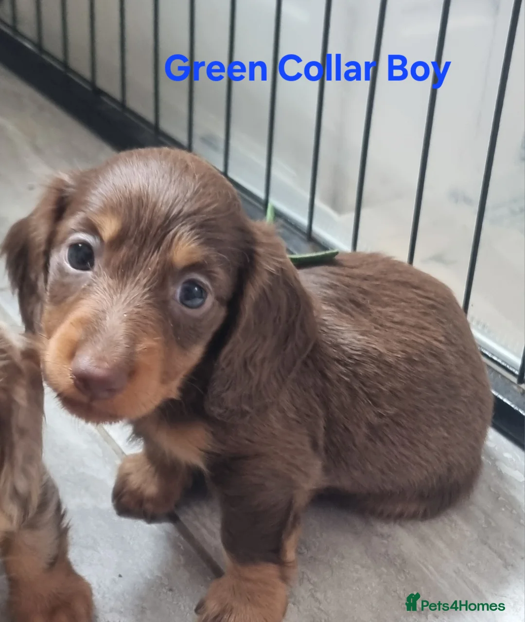 Miniature Dachshund dogs for sale: Gorgeous Chocolate and Dapple Long Haired Pups - Advert 9