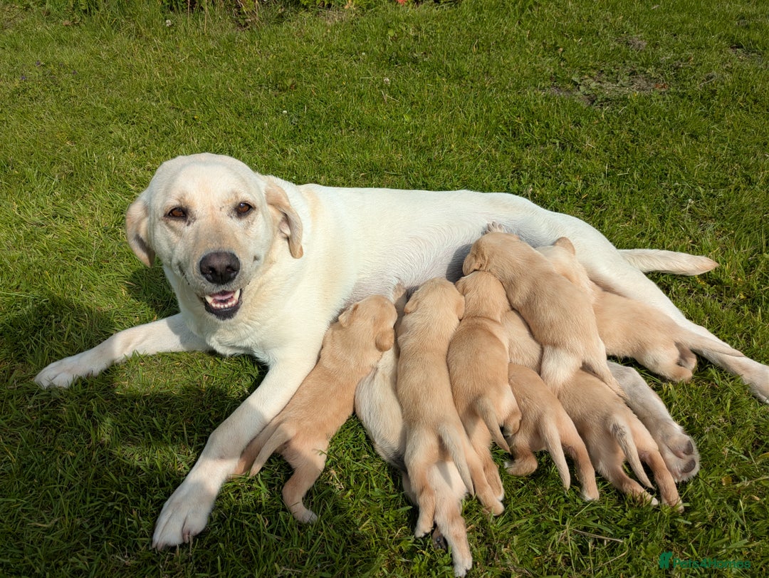 Labrador Retriever dogs for sale: Healthy Adorable kC registered Labrador puppies  - Image 2