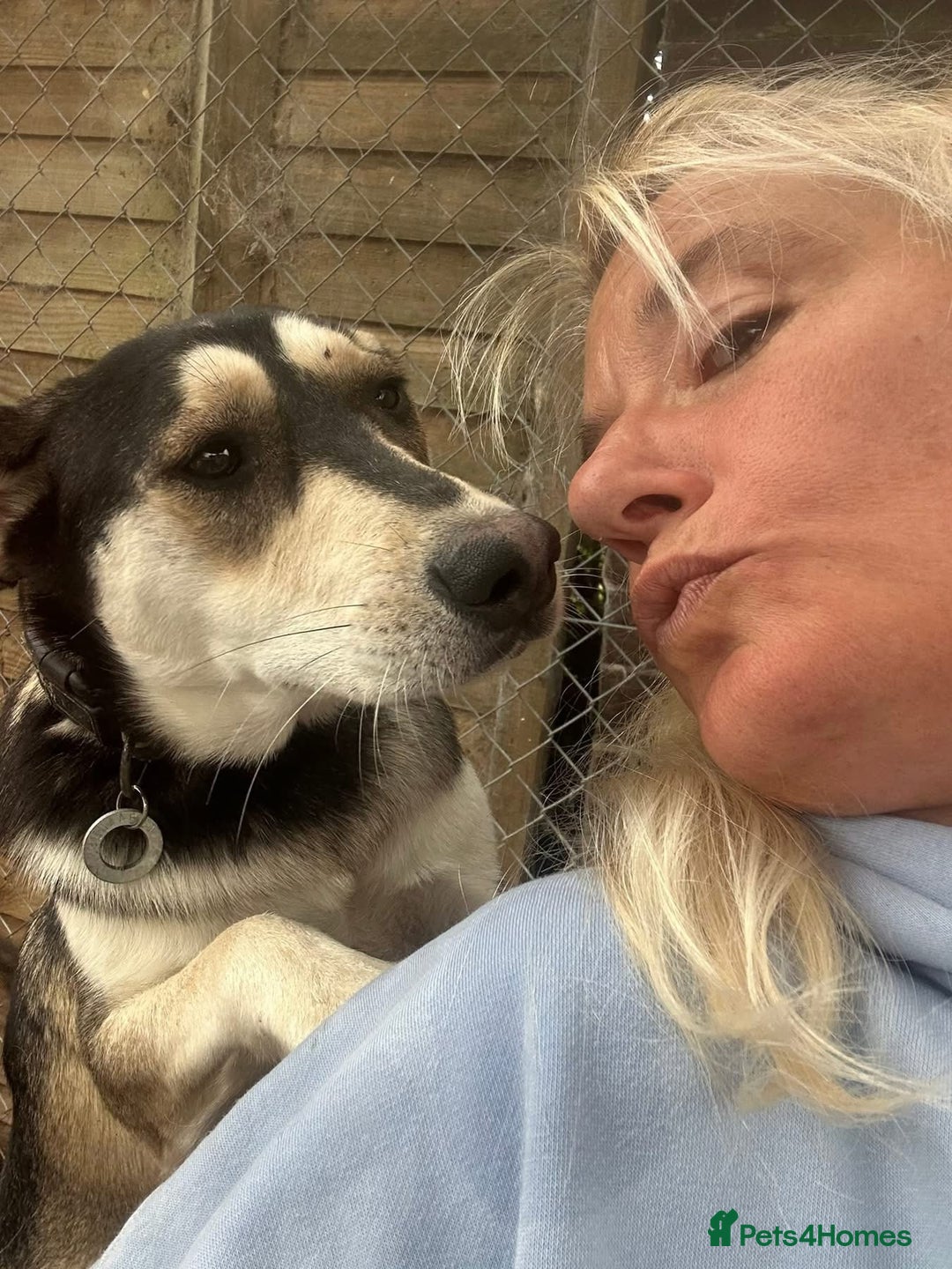 Mixed Breed dogs for adoption: Travis - Norwich Norfolk  - Image 8