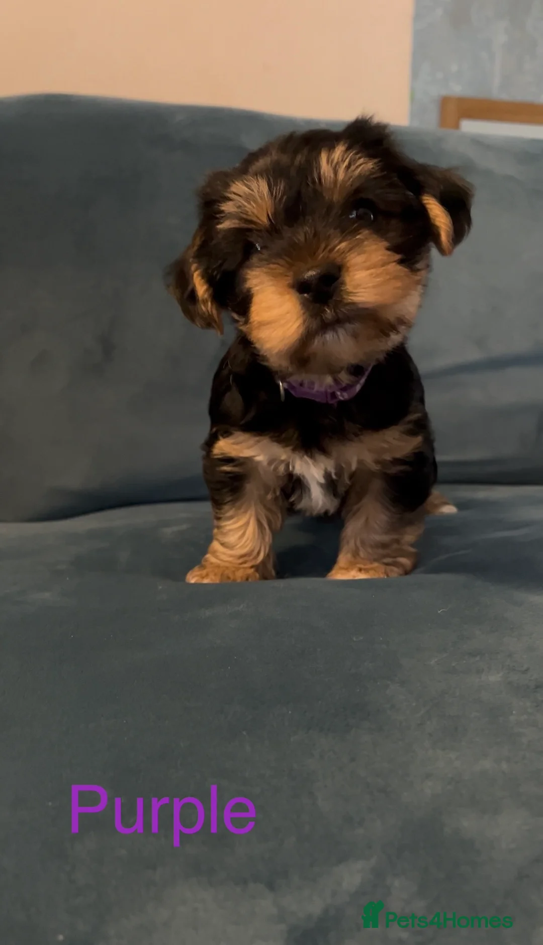 Yorkshire Terrier dogs for sale: READY NOW! - MINI YORKSHIRE TERRIERS - Advert 7