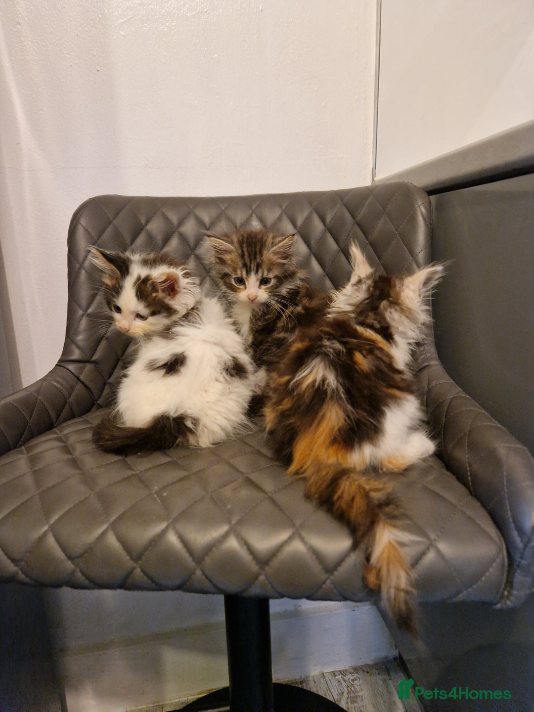 Mixed Breed cats for sale: Sweet Maine Coon mix for sale - Image 15