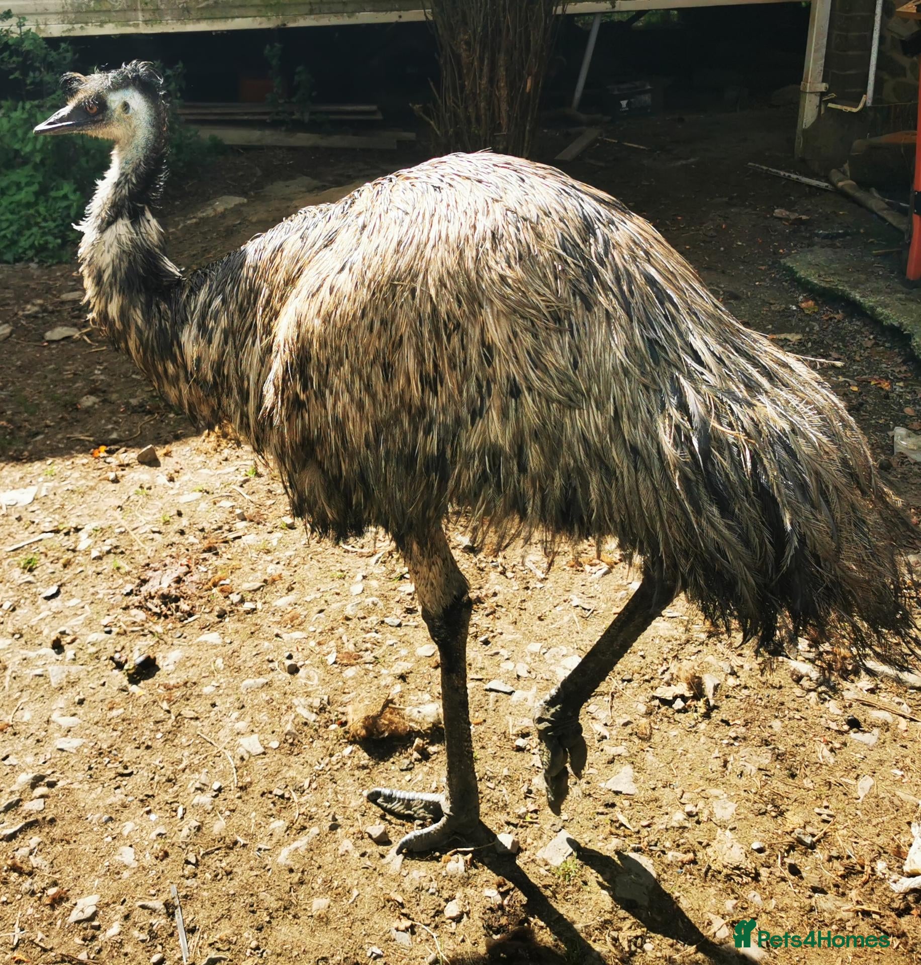 Emus poultry Emu mature Male - Advert 8