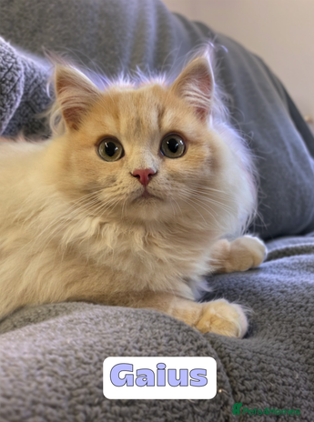 British Shorthair cats - Advert 1