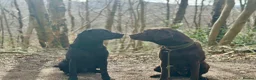 Labrador Retriever dogs for sale: FINAL KC registered black Labrador puppy (dog) - Advert 3