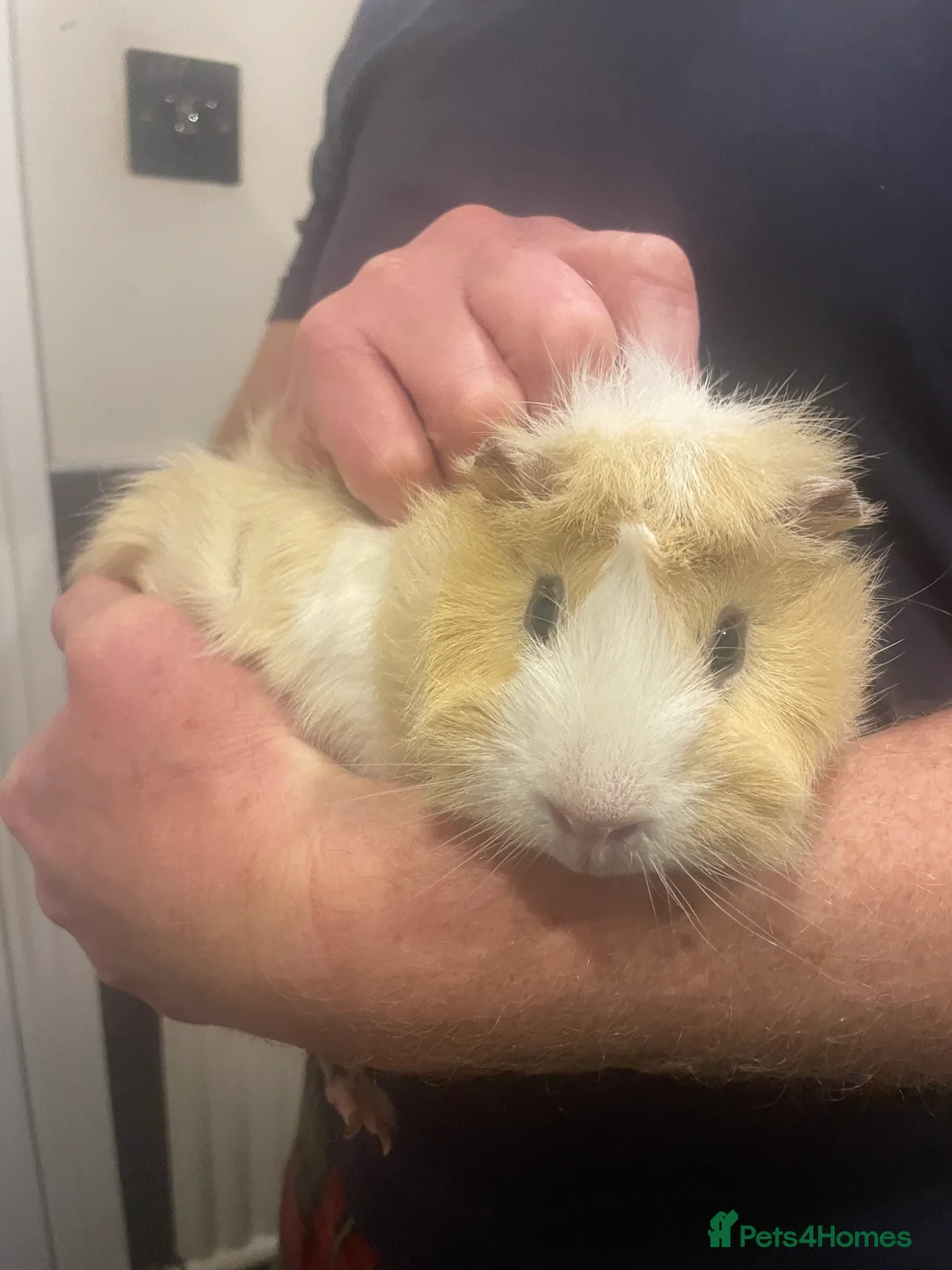 Guinea Pig rodents for sale: 3 Male Guinea pigs 15 months old - Advert 2