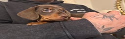 Dachshund dogs for sale: Two dachshund puppies  - Advert 3