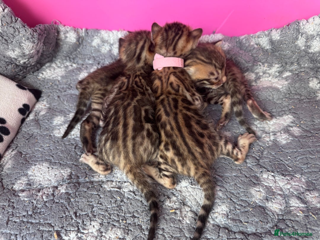 Bengal cats for sale: TICA Reg Bengal Kittens - Browns, Lynx & Mink - Image 21