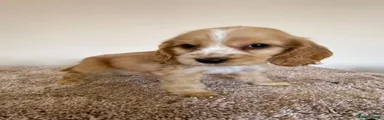 Cocker Spaniel 2
