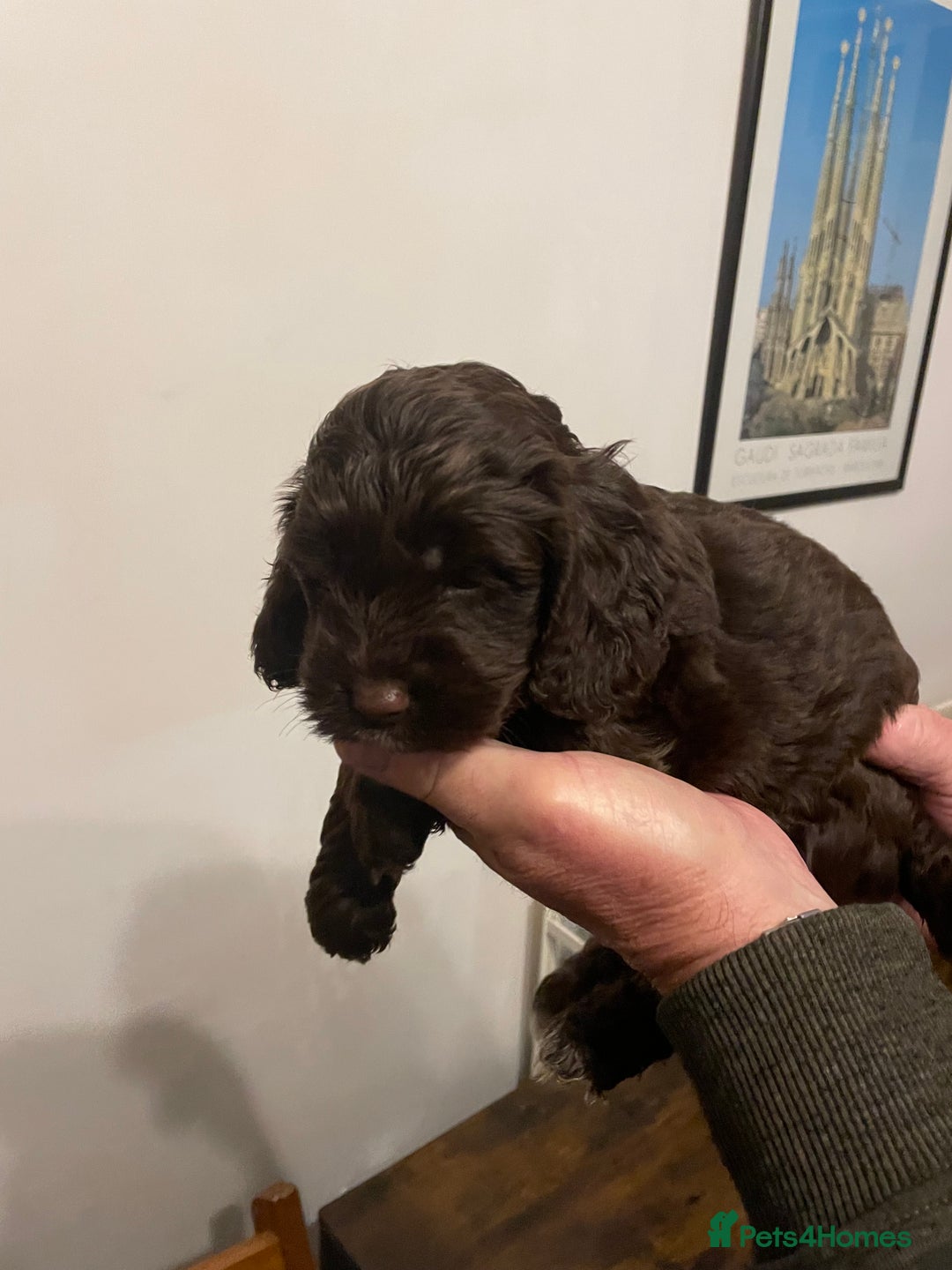 Cockapoo dogs for sale: Cockapoo puppies - Image 6