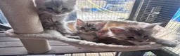 Maine Coon cats for sale: One beautiful boy remaining - Advert 6