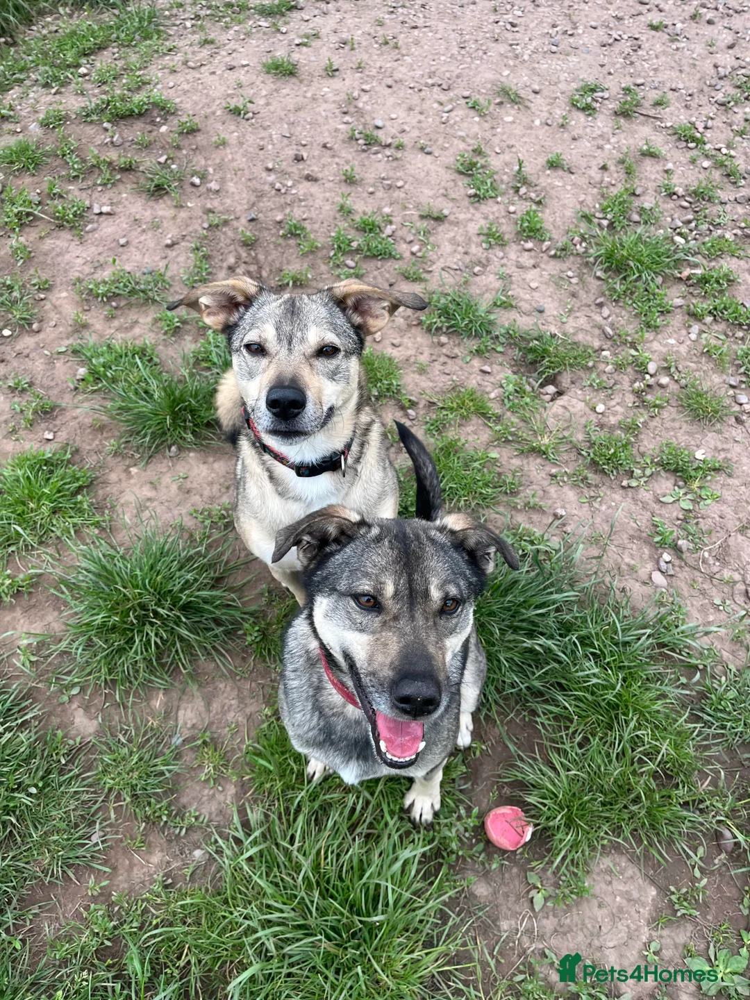 Mixed Breed dogs for adoption: Meet Joy, currently residing in Cheshire  in Nantwich - Advert 6