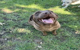 Labrador Retriever dogs for sale: Adult chocolate Labrador health tested  - Image 8