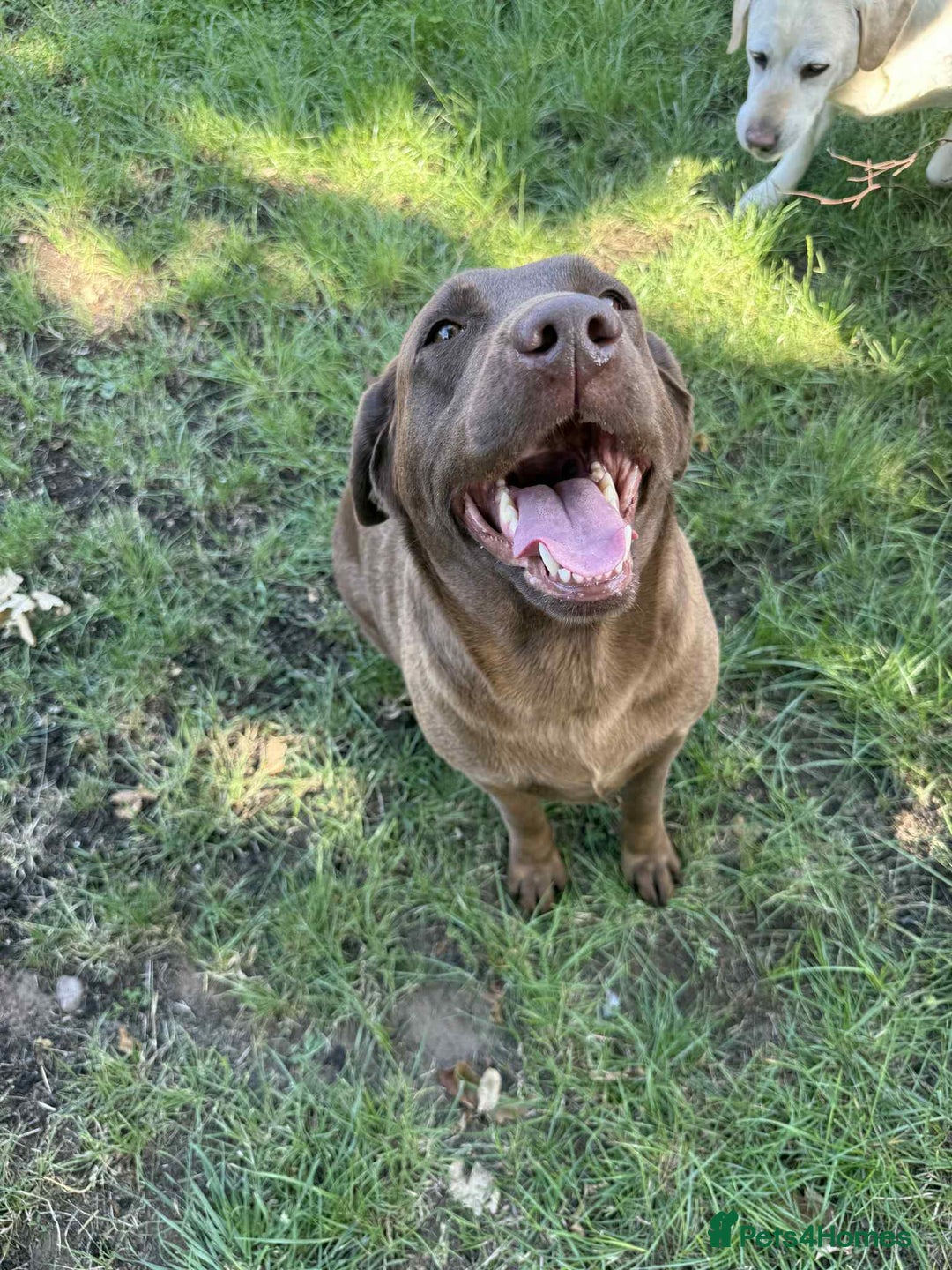 Labrador Retriever dogs for sale: Adult chocolate Labrador health tested  - Image 8
