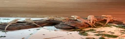 Bearded Dragon reptiles for sale: Over 30 bearded dragons needs there forever homes - Advert 1