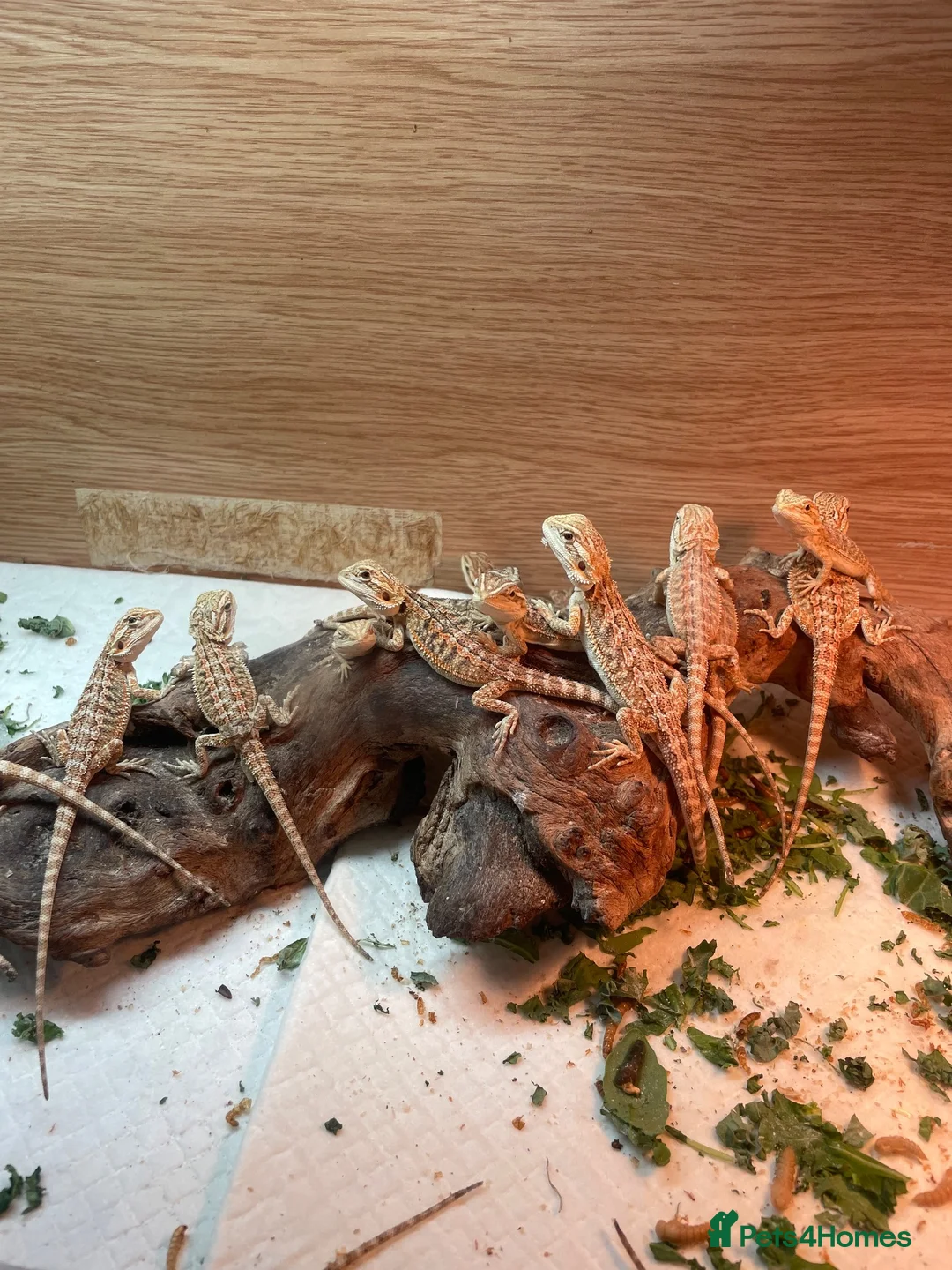 Bearded Dragon reptiles for sale: Over 30 bearded dragons needs there forever homes - Advert 1