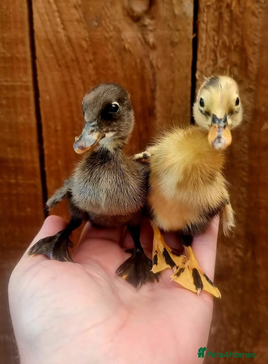 Chickens poultry for sale: Mixed chicks and ducklings available  - Advert 3