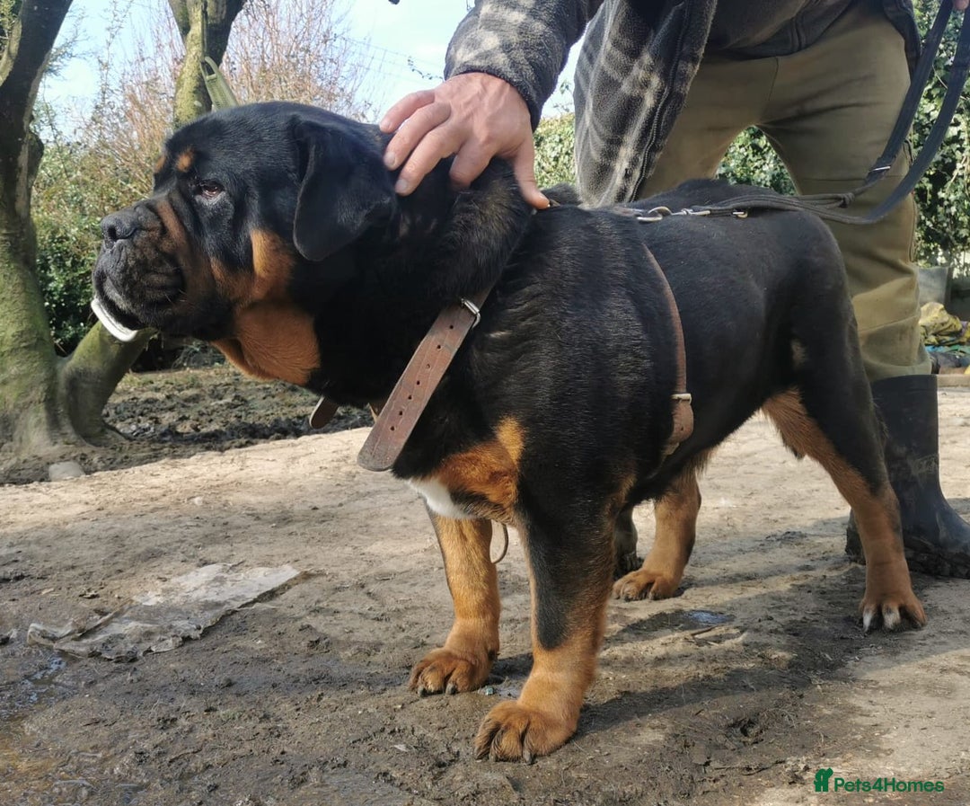 Mastiff dogs for sale: Beautiful female Mastiff  - Image 6
