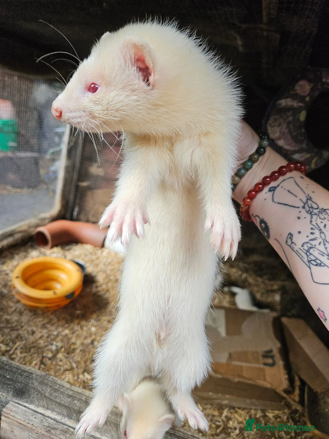 Ferret rodents for sale: Albino kit Ferrets for sale - Advert 4
