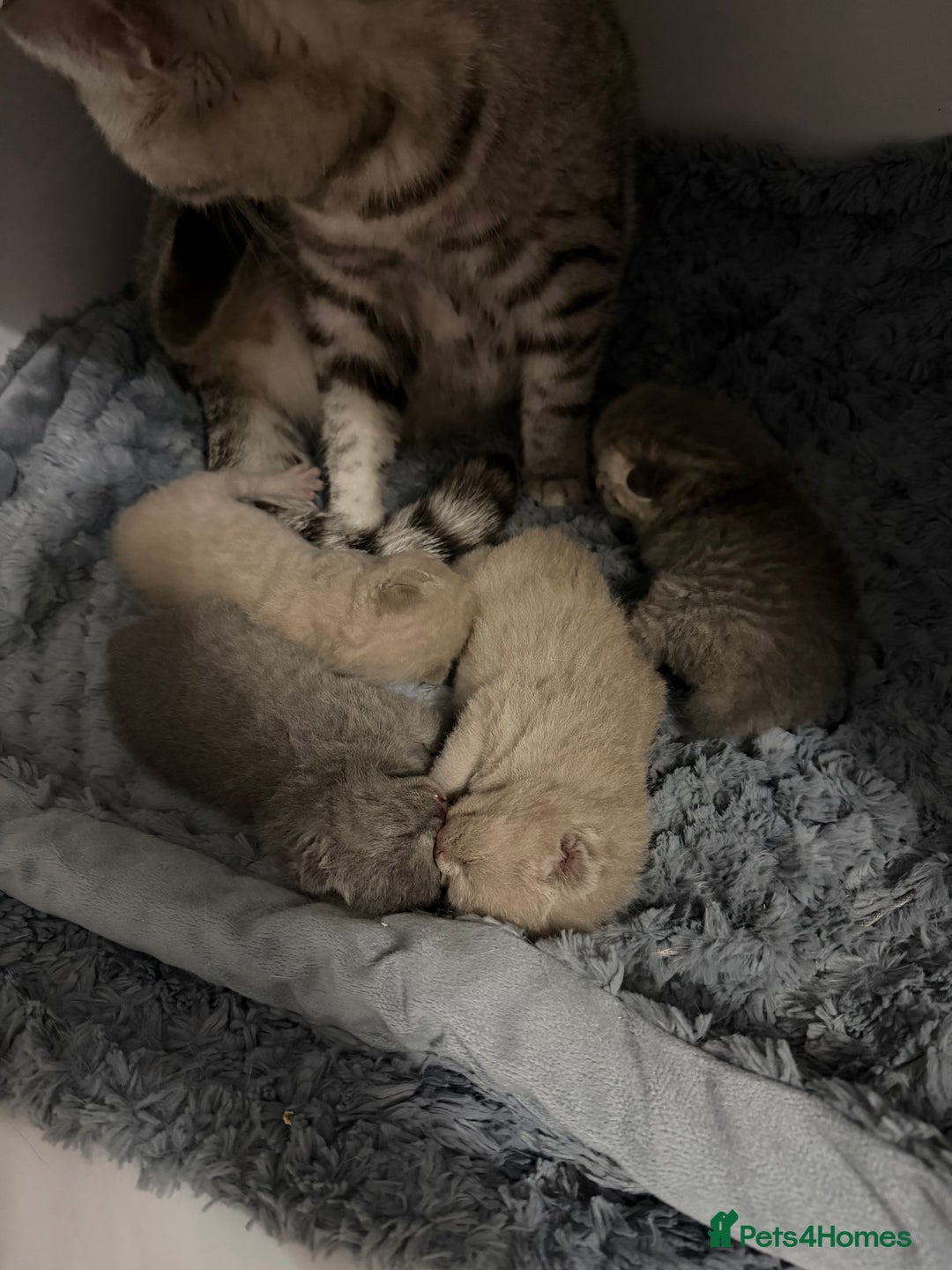 British Shorthair cats for sale: British short hair kittens  - Advert 13