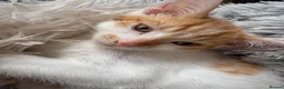 Mixed Breed cats for sale: Kitten For Sale in Bedford - Advert 3