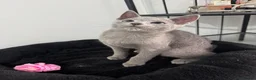 Russian Blue cats for sale: Still available very cuddly russian blue  - Advert 6