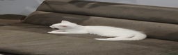 Abyssinian cats for sale: White kitten ub5 - Advert 1