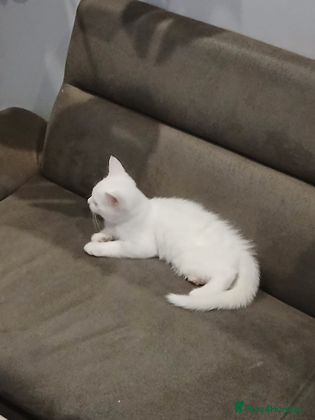 Abyssinian cats for sale: White kitten ub5 - Advert 1