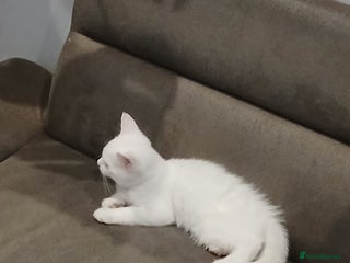 Abyssinian cats White kitten ub5 - Advert 3