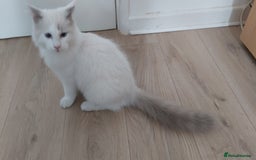 Ragdoll cats for sale: RAGDOLL BICOLOUR BOY BLUE EYES READY NOW! - Image 24