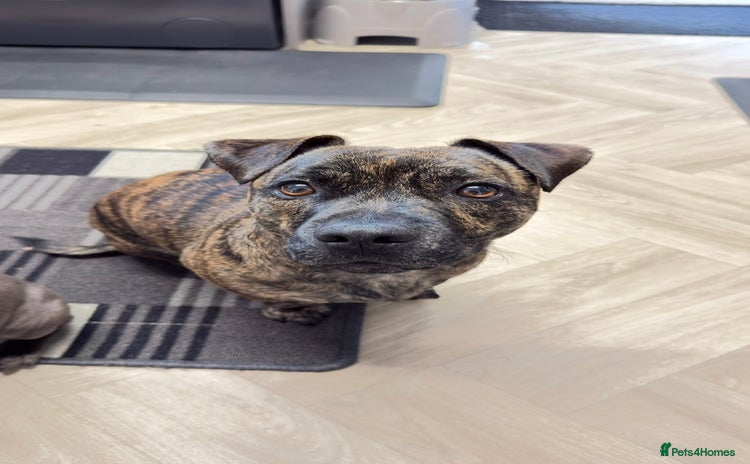 Mixed Breed dogs Staffy x jack - Advert 3