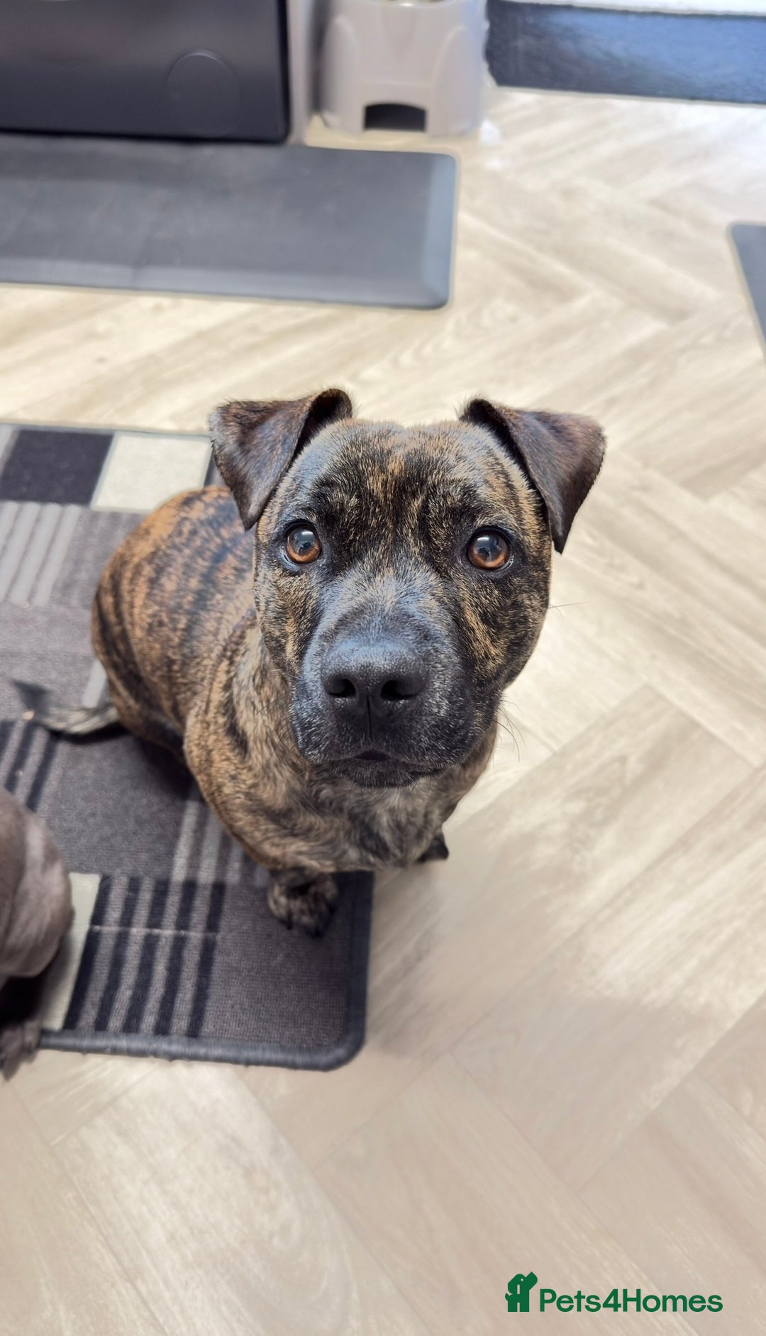 Mixed Breed dogs for sale: Staffy x jack - Advert 1