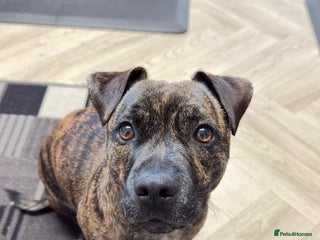 Mixed Breed dogs Staffy x jack - Advert 6