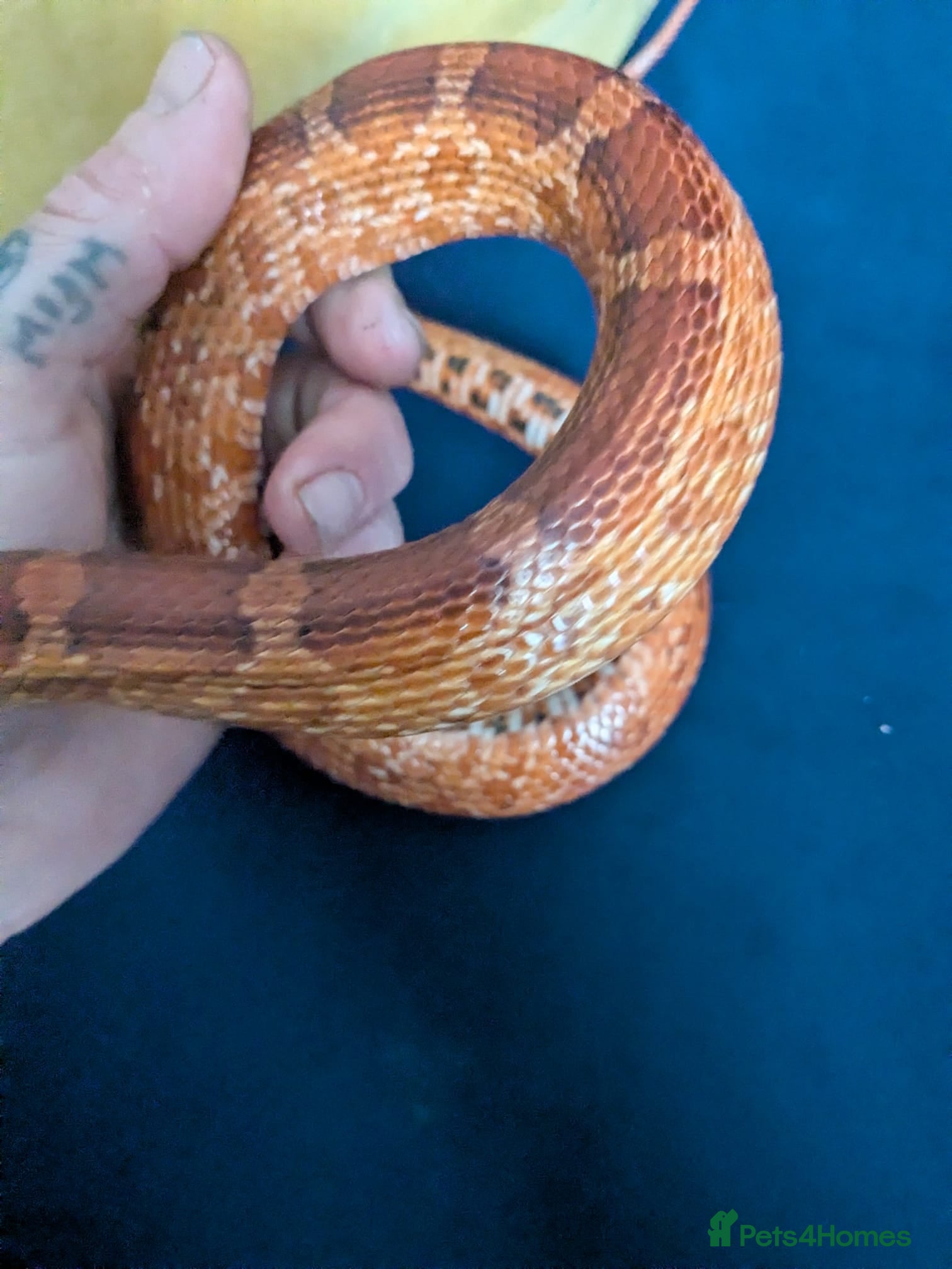 Corn Snake reptiles for sale: Calefornian Caramel Corn Snake - Advert 6