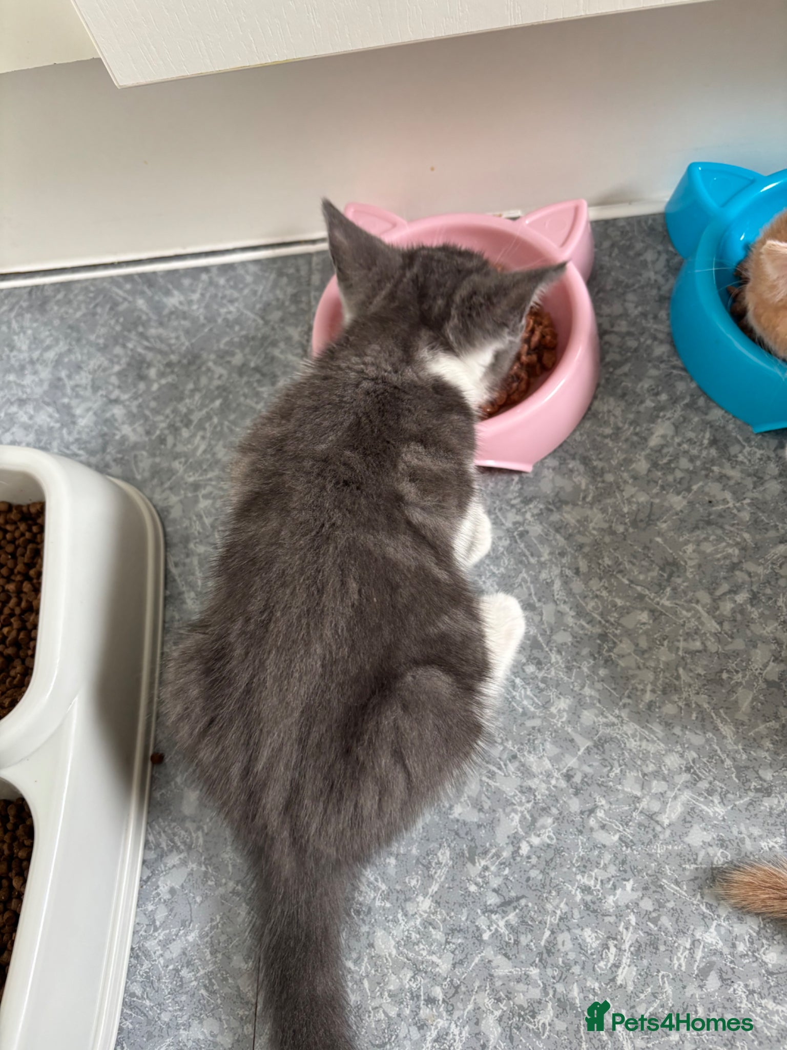 Maine Coon cats for sale: Maine Coon X British Shorthair  - Advert 13