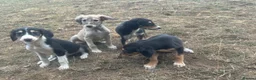 Saluki dogs for sale: Saluki puppy s  - Advert 21