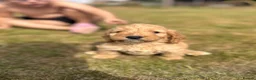 Cockapoo dogs for sale: A gorgeous litter of F1 cockapoos, boys & girls.  - Advert 21