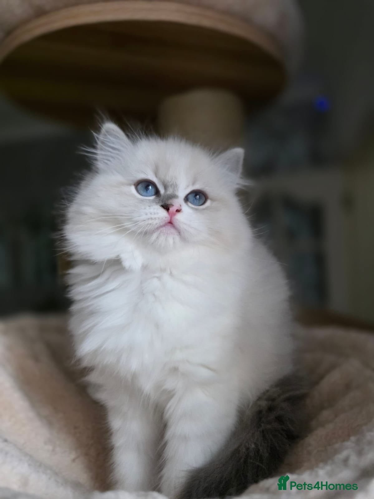 Ragdoll cats 🩷Amazing European Grand Champion lines🏆🥇 TICA💙 - Advert 14