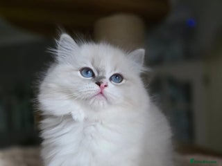 Ragdoll cats 🩷Amazing European Grand Champion lines🏆🥇 TICA💙 - Advert 14