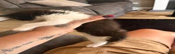 Norwegian Forest Cat cats for sale: Norwegian forest cats  - Advert 13