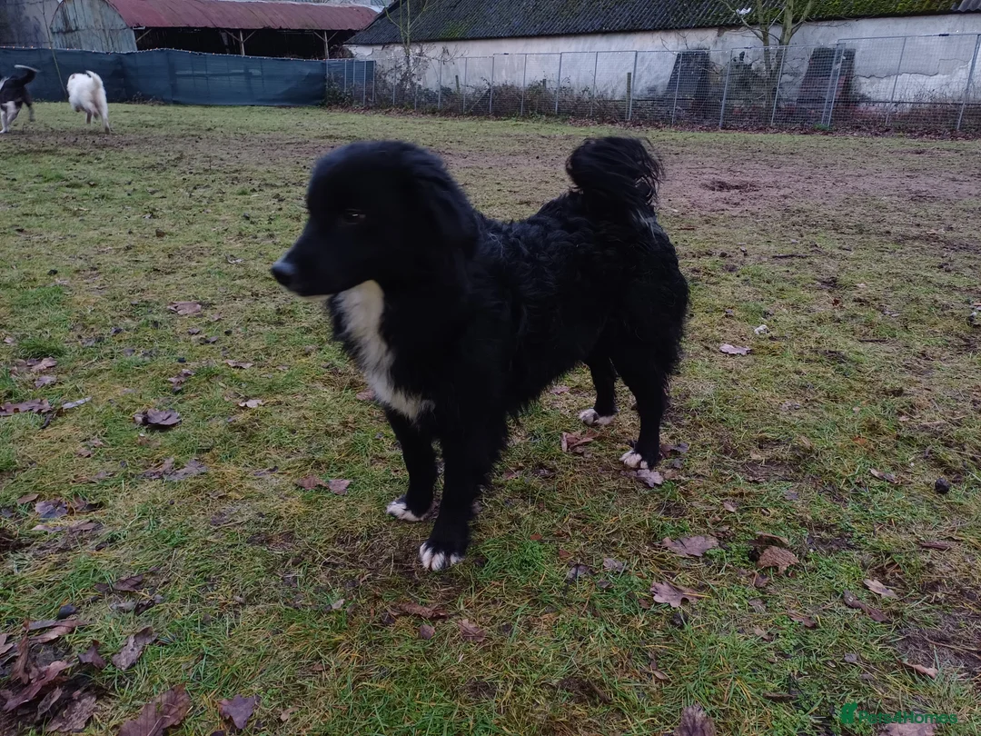 Mixed Breed dogs for adoption: Meet MARK - a very Sweet Boy for a Loving Home - Advert 13