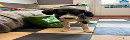 Mixed Breed dogs for adoption: Meet Edison, currently residing in Cheshire  in Nantwich - Advert 3