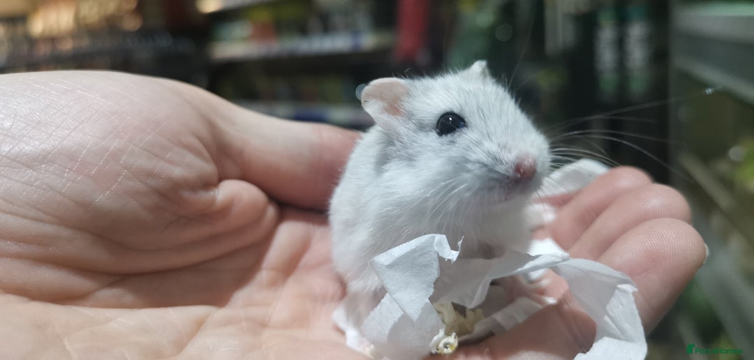 Hamster rodents for sale: Super tame russian dwarf hamsters - Image 4
