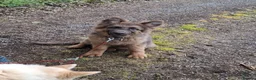 German Shepherd dogs for stud: German shepherd for stud.  - Advert 8
