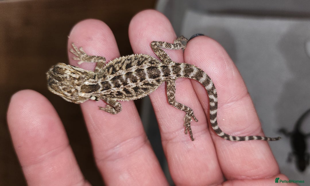 Dragon reptiles for sale: Baby Bearded Dragons  - Image 2