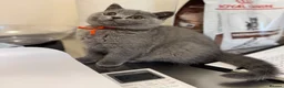 British Shorthair cats for sale: Beautiful British Shorthair Kittens Ready July - Advert 7